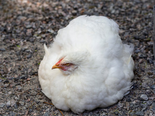 A very fluffy and round chicken that looks like a white mass with a head popping out