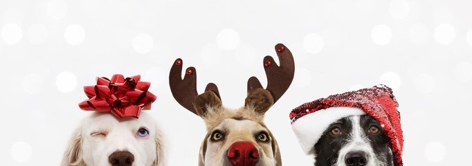 Fototapeta banner close-up hide three dogs pet celebrating christmas wearing a reindeer antlers diadem, santa hat and red ribbon. Isolated on white or gray background. obraz