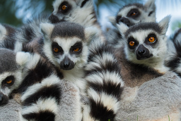 Funny madakascar lemurs  (Lemur catta)