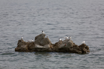 White-fronted Tern (Sterna striata)