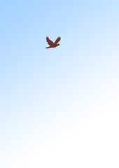 A bird flying in the sky