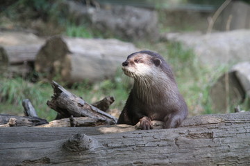 Loutre