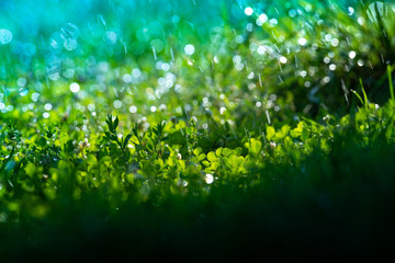 Fototapeta premium Green grass under water drops sun day light close up