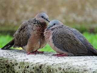 Couple de pigeon amoureux sur un muret à Hawaii