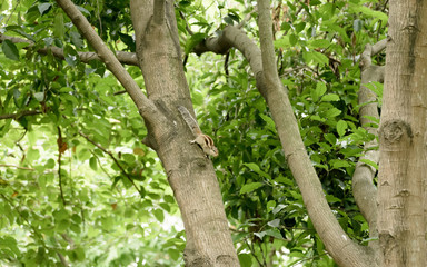 A striped rodents marmots chipmunks squirrel (Sciuridae arboreal species of flying squirrels family) spotted on a tree trunk on hunting mood. Animal behavior themes. Animals in the wild background.