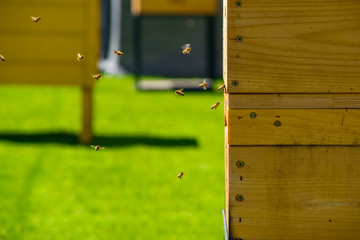 Hives in apiary on the roof of modern building in the downtown