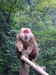Singe à tête rouge assis sur une barrière et regardant au loin sur la montagne sacrée de...