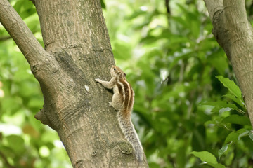 A striped rodents marmots chipmunks squirrel (Sciuridae arboreal species of flying squirrels family) spotted on a tree trunk on hunting mood. Animal behavior themes. Animals in the wild background.