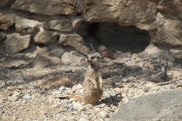 Suricate