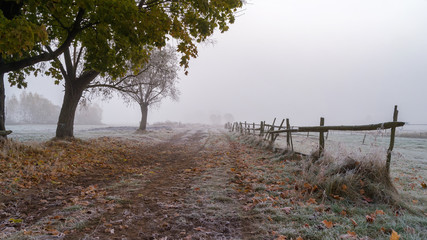 Krajobraz wiejski Podlasia, Poranek z mgłami i szronem, Wierzby z Doliny Narwi © podlaski49