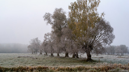 Krajobraz wiejski Podlasia, Poranek z mgłami i szronem, Wierzby z Doliny Narwi © podlaski49