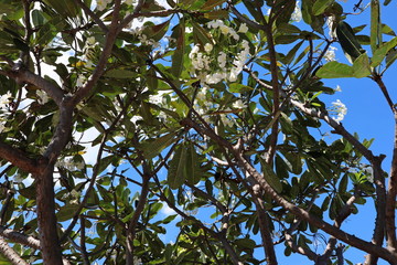 green leaves and blue sky