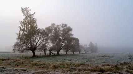 Krajobraz wiejski Podlasia, Poranek z mgłami i szronem, Wierzby z Doliny Narwi © podlaski49