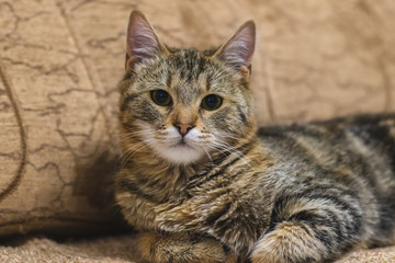 Cat lying on a sofa. Domestic kitten resting at home.