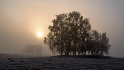 Krajobraz wiejski Podlasia, Poranek z mgłami i szronem, Wierzby z Doliny Narwi © podlaski49