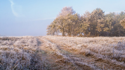 Krajobraz wiejski Podlasia, Poranek z mgłami i szronem, Wierzby z Doliny Narwi © podlaski49