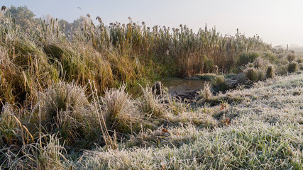 Krajobraz wiejski Podlasia, Poranek z mgłami i szronem, Wierzby z Doliny Narwi © podlaski49