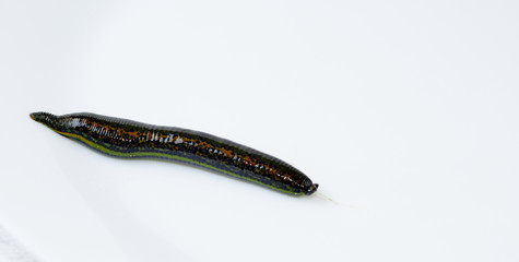 medical leech isolated on white background close up