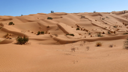 Fototapeta na wymiar Sahara deserto e dune