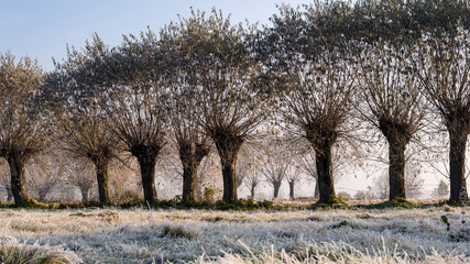 Krajobraz wiejski Podlasia, Poranek z mgłami i szronem, Wierzby z Doliny Narwi © podlaski49