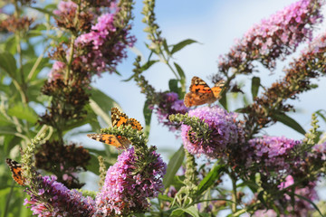 Distelfalter auf lila Sommerflieder