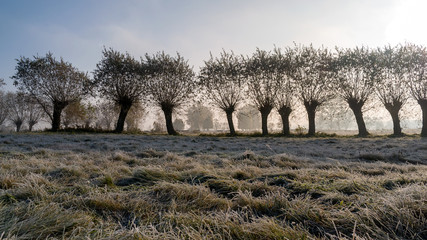 Krajobraz wiejski Podlasia, Poranek z mgłami i szronem, Wierzby z Doliny Narwi © podlaski49