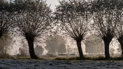 Krajobraz wiejski Podlasia, Poranek z mgłami i szronem, Wierzby z Doliny Narwi © podlaski49