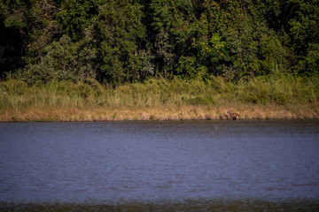 Deer grassing along the lake in forest