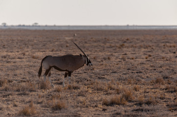 One Oryx - Oryx gazelle- grazing on the plains of Etosha national park, Namibia