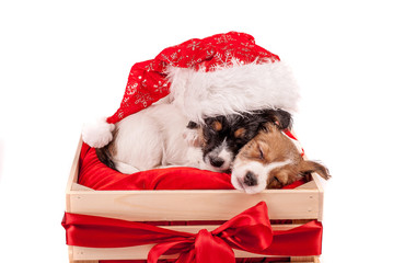 Puppies Jack Russell terrier with red Santa hat sleeping in the gift box. Christmas concept. A better gift. Empty space for text for text