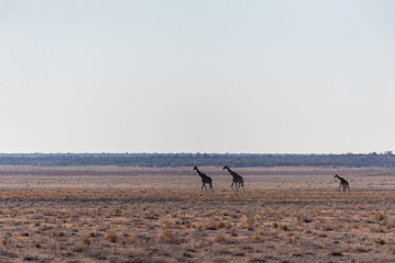 Fototapeta na wymiar Wide angle shot of two Angolan Giraffes - Giraffa giraffa angolensis- illustrating the vast openness of the plains of Etosha National Park, Namibia.