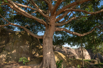Obraz premium banyan tree(fig tree) in the tropical forest