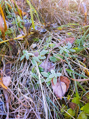 frozen leaves and grass