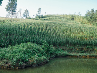 green corn farm with sky