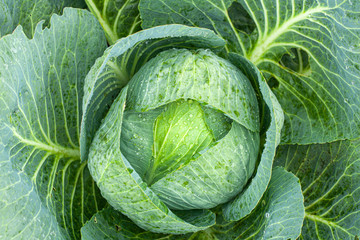 Obraz premium Green cabbage with open leaves in the garden, top view.