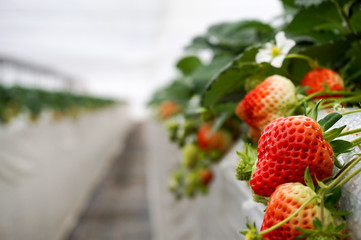 ビニールハウスの中で高設栽培でもぎ取りやすいいちご狩り