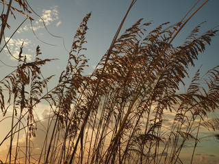 Sea Oats in Breeze at Dusk on Gulf Coast, Florida