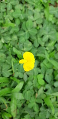 yellow flower on green grass background