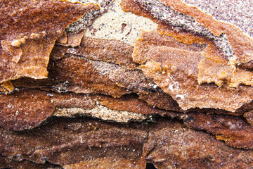 The bark of a forest tree in approximation