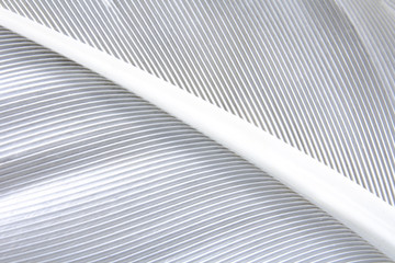 Obraz premium White bird's feather in approximation