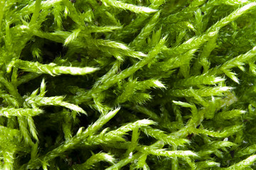 Green forest moss in approximation