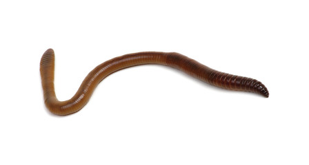 animal earth worm isolated on white