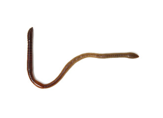 Earth worm isolated on white