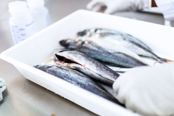 Fish to be tested in laboratory, quality test.
