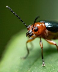 Oulema melanopus