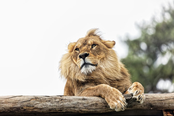 An adult lion looking out from its perched position among trees.