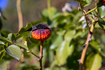 Colorful rose hip close up on a blurred background of green leaves