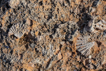 Italian coast at Monopoli