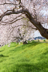 満開の桜