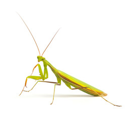 Praying mantis isolated on white